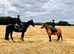 Welsh/connemara 13.2 gelding