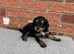 10 week old puppy