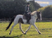 15.2h 4yr old gelding