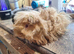 Two very sweet bot guinea pigs ready now
