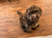 Cockerpoo/cavapoo pups £1550 ONO ready to go