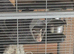 2 male 13 week old ferrets
