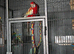 White-Winged Crimson Rosella