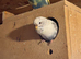 Budgie pairs