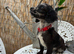READY NOW beautiful cockapoo boys