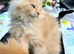 Beautiful Maine Coon cream boy