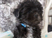Shih Tzu puppies