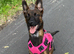Belgian shepherd pup