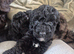Beautiful f2b cockapoo's