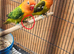 Green opaline lovebirds for sale