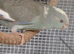 Three Kakariki siblings