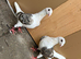 saddles pigeons