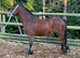 Section A 2 Year old Gelding