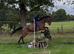 Beautiful bay allrounder