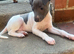 Stunning KC Registered boy