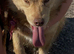 Pomsky Dog For Sale