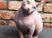 Stud odd eyes white elf shpynx