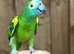 Blue fronted Amazon