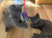 8 left beautifull kittens ️ looking forever homes