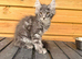 TICA registered kittens available