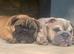 English bulldogs