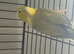 Male Parrotlet