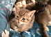 Kittens ready for their forever homes