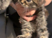 Gorgeous Kitten