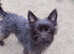 Carkie puppy wanted for loving  home