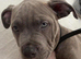 Staffy pup 12week old