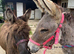 Pair of bonded donkeys