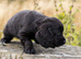 Black Cocker spaniel puppies kc reg parents.