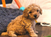 Gorgeous male and female Cavapoo puppies