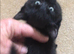 Perfect Companion …. Russian Persian X BS
