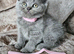 5 pedigree British blue shorthairs kittens