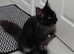 7 month old female Maine coon for sale