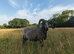 2 proven, lovely Shetland rams for sale