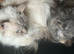 Rare lilac lynx tortie female 17 months female