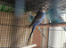 Available Budgie Birds beautiful 7 x MALES and 2 x FEMALES so 9 x birds for £225 as a group