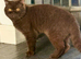 British Shorthair Kittens