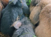 Beautiful lop eared rabbits