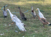5 Indian runner duckling for sale
