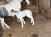Mare and colt