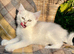 Black Silver Polydactyl Mainecoon cross Female