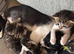 Kittens looking for their forever home