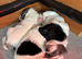 Premium Rare F1 Sproodle Pups &ndash; Champion Lines