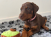 9 Doberman puppies (leave after 6th June)