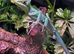 Eastern Casque Headed Iguanas