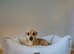 Jackrussell cross chihuahua for sale