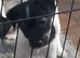 Parson Russll Terrier Pedigree Puppies